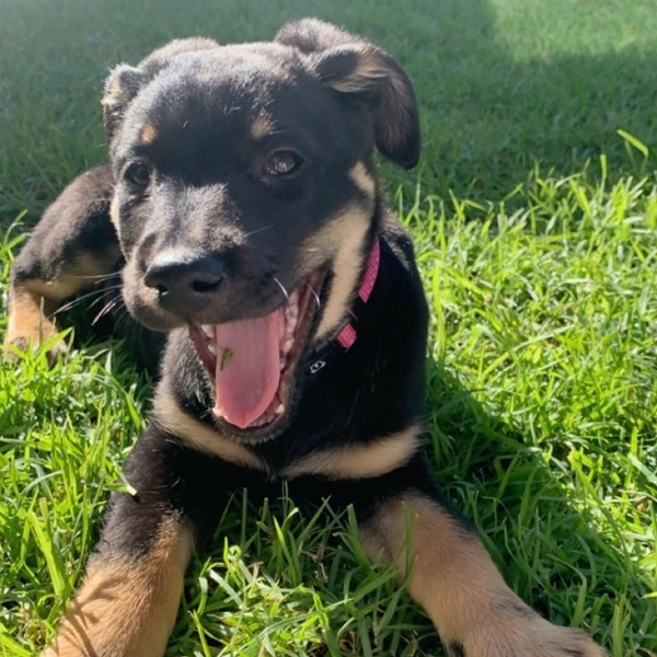 Sent in by Grace: This is Leia she is a 10 week old, Kelpie cross Labrador puppy who loves to play.